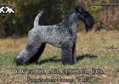 kerry blue terrier for sale